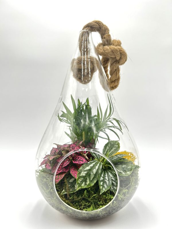 Hanging Pear Terrarium With 3 Foliage Plants