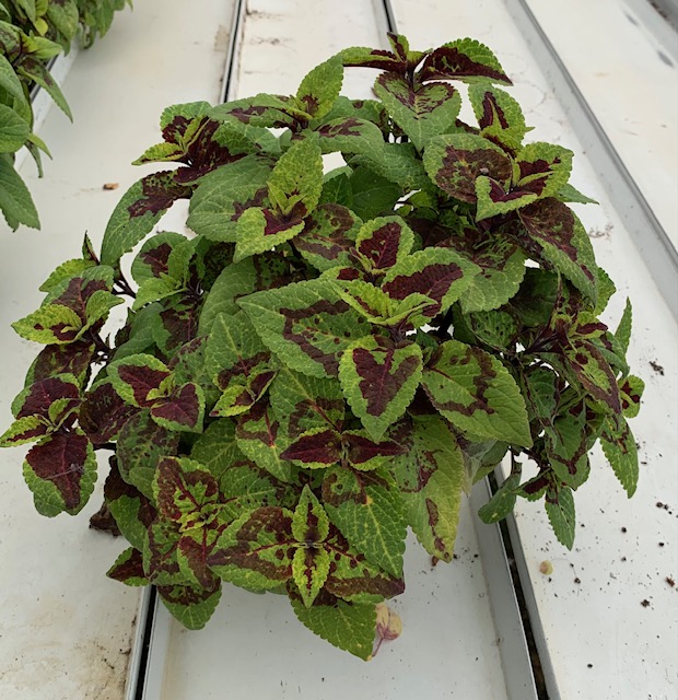 Coleus