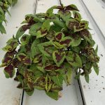 Citrosa Cuttings