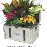 Havana Chest - Large