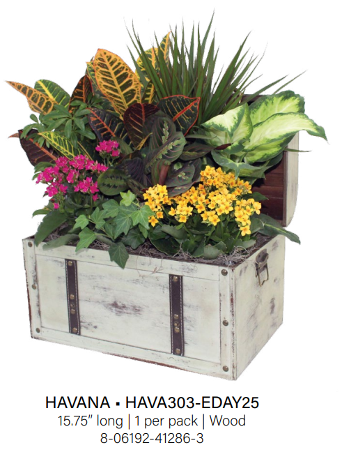 Havana Chest - Large