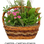 Carter Wicker - Small