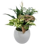 Maddie Ceramic With Dish Garden