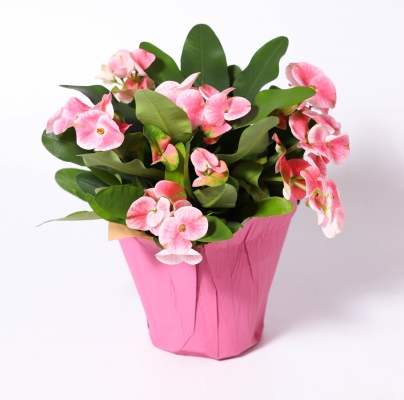 Euphorbia - Crown Of Thorns
