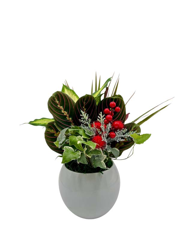 Maddie Ceramic W/ Dish Garden & Asst Pick