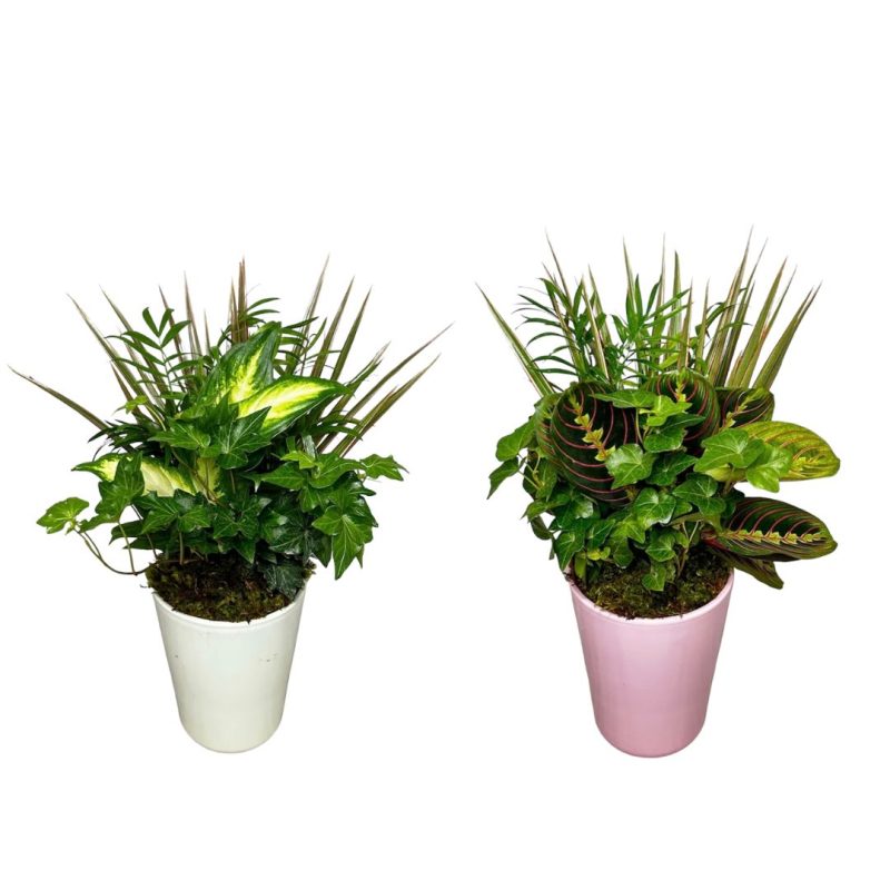 Tall Pink Ceramic Pot With Dish Gardens