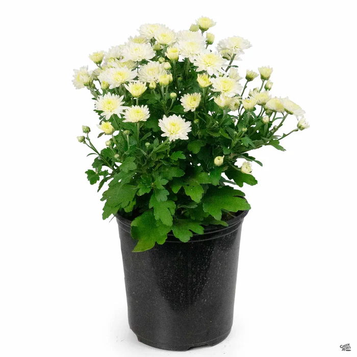 Mum 6"