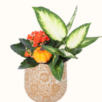 Cinnamon Spice Garden