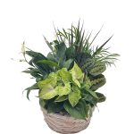 Asst Wicker Basket W/No Handle & Dish Garden (10" Liner)