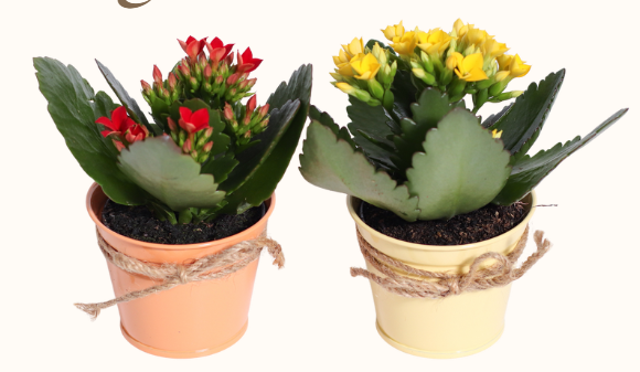 Large Red Elf Tin Kandy Kane Kalanchoe 6"