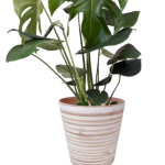 Bamboo Upgrade