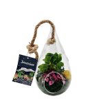 Hanging Pear Terrarium With 2 Foliage Plants