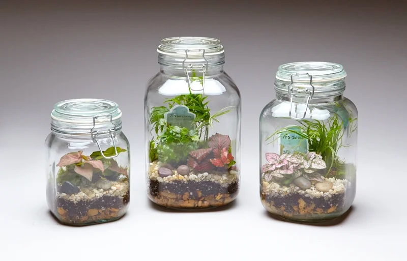Tall Mason Jar/Canister Terrarium - 3 Plants