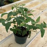 Euclayptus Lemon Bush