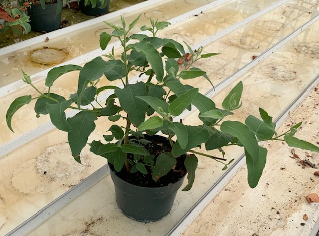 Montgomery Variegated Large Leaf 10"