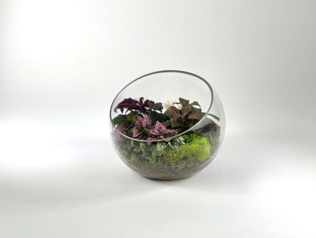 Slope Glass With Three Assorted Plants
