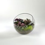 Slope Glass With Three Assorted Plants