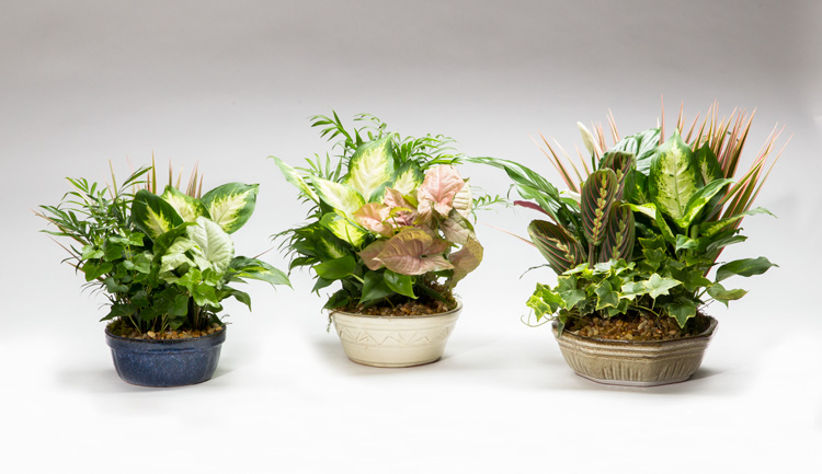 (F Rock) Lindel Rock & Foliage Garden -Earth Tones