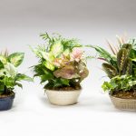 (C Rock) Lindel Rock & Foliage Garden-Earth Tones