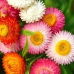 Strawflower Bracteantha Assorted