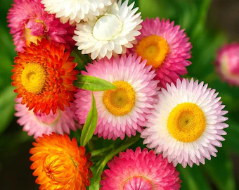 Strawflower Bracteantha Assorted