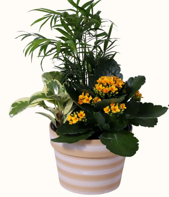Large Cotta Garden 6"