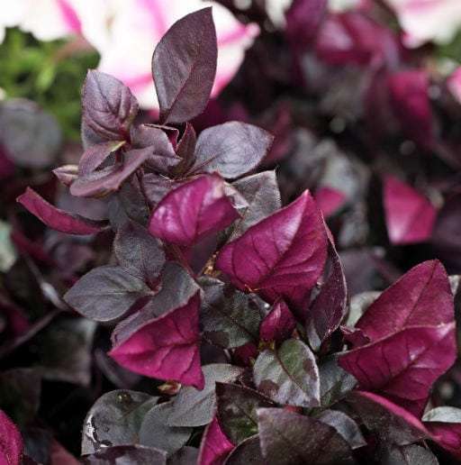 Alternanthera Choco Chili