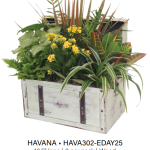Havana Chest - Medium