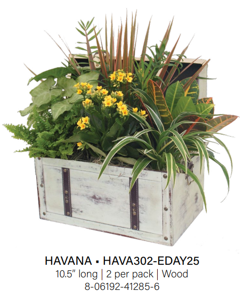 Havana Chest - Medium