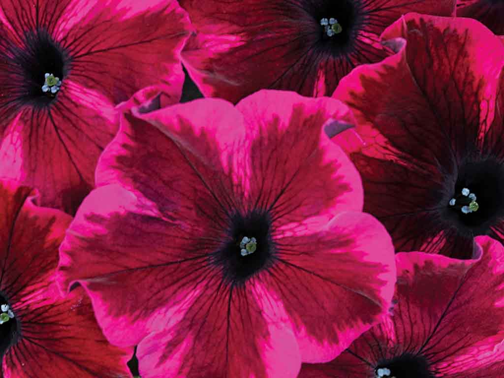 Petunia Mounding Crazytunia Cosmic Purple Petunia Mounding Crazytunia Cosmic Purple