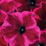 Portulaca Tropical Punch