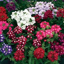 Verbena Assorted