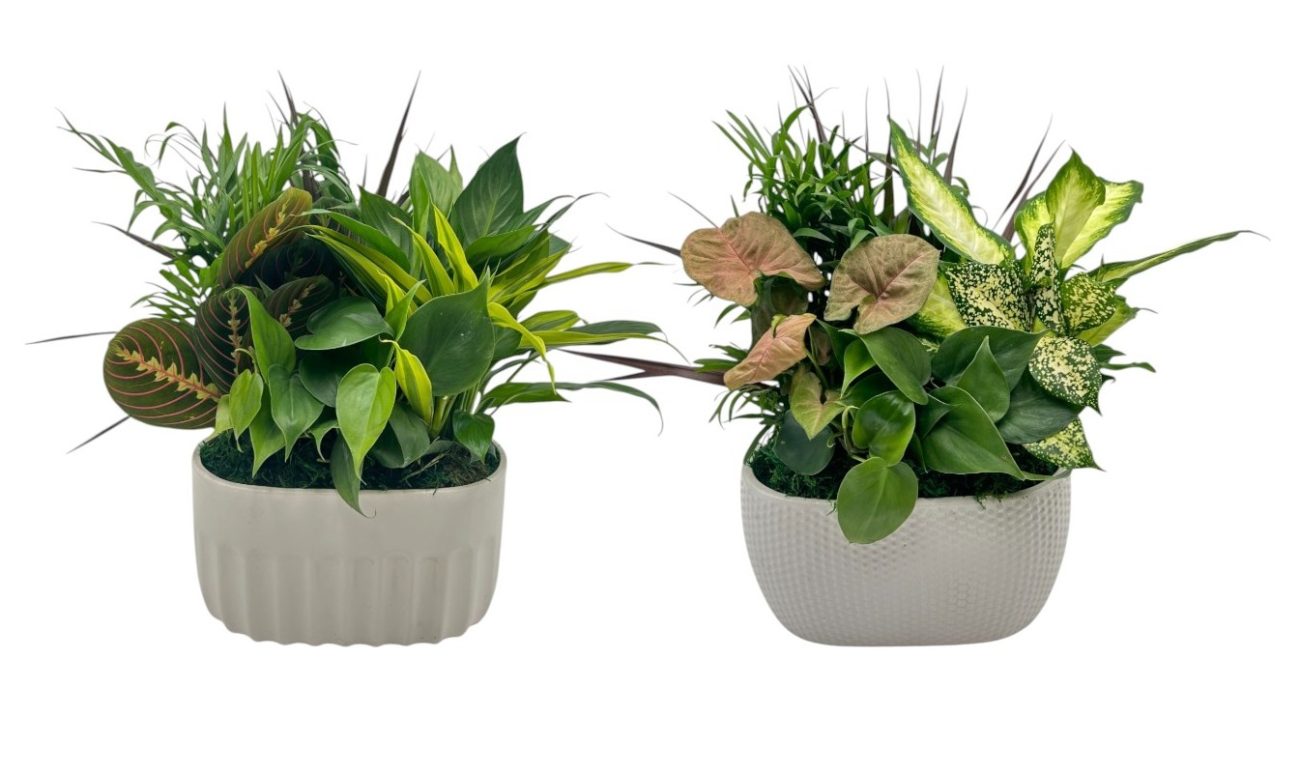 Oval White Ceramic With Foliage Dish Garden