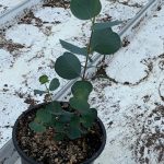 Eucalyptus Heart Leaf