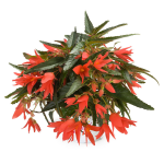 Begonia Boliviensis Dark Salmon
