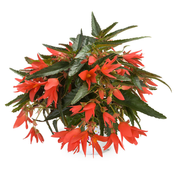 Begonia Boliviensis Dark Salmon