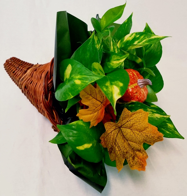 Wicker Cornucopia W/ 4" Pothos