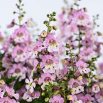 Calibrachoa Bicolour Blue