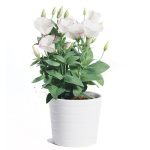 Lisianthus
