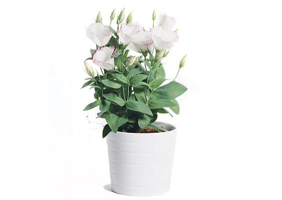 Lisianthus