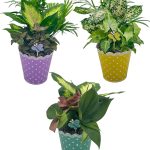Pastel Polka Dot Metal Asst. With Dish Garden & Butterfly Pick