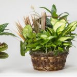 Asst Wicker Basket W/ Dish Garden (12" Liner)