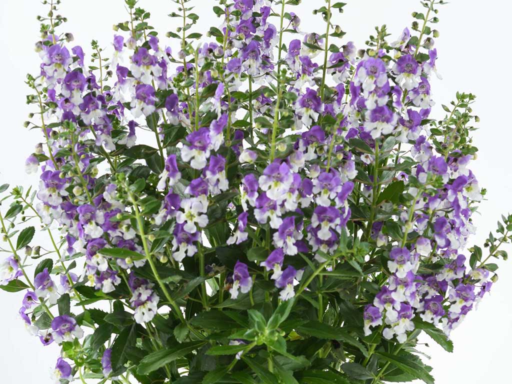 Angelonia Bicolour Purple