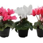 Bidens Pink