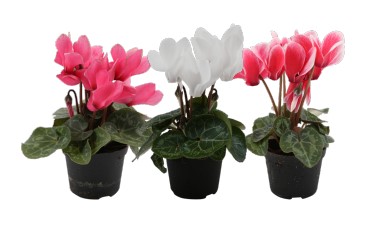 Bidens Pink