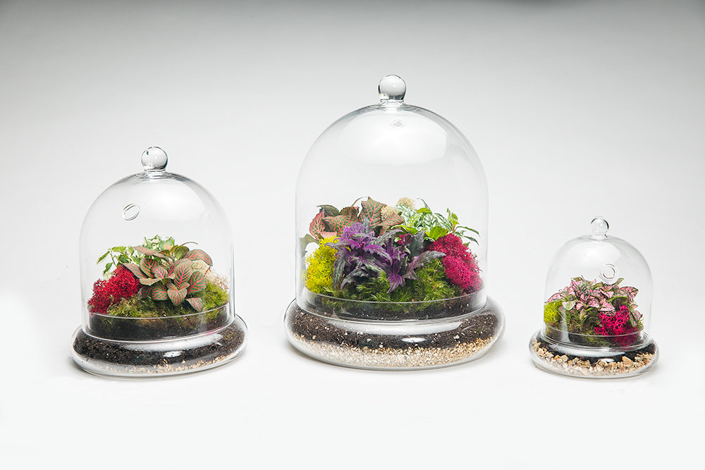 Tall Cloche Terrarium - 2 Plants