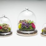 Tall Cloche Terrarium - 1 Plant