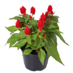 Celosia