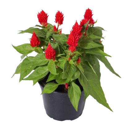 Little Red Elf Tin Kalanchoe