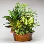 Assorted Metal With Foliage Dish Garden